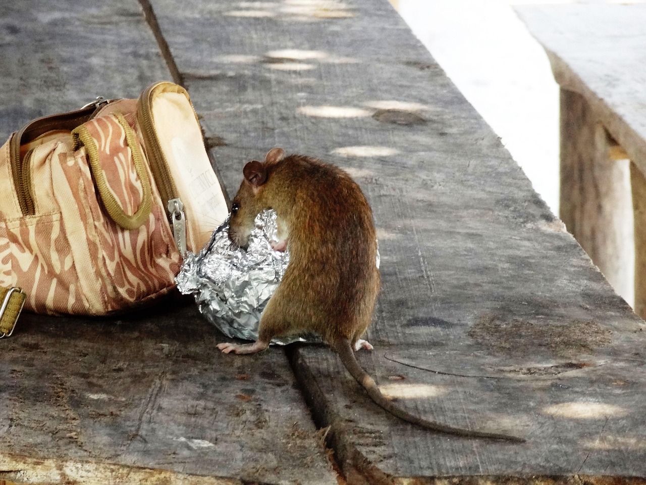 rat, mouse, rodent, rat, rat, rat, rat, rat