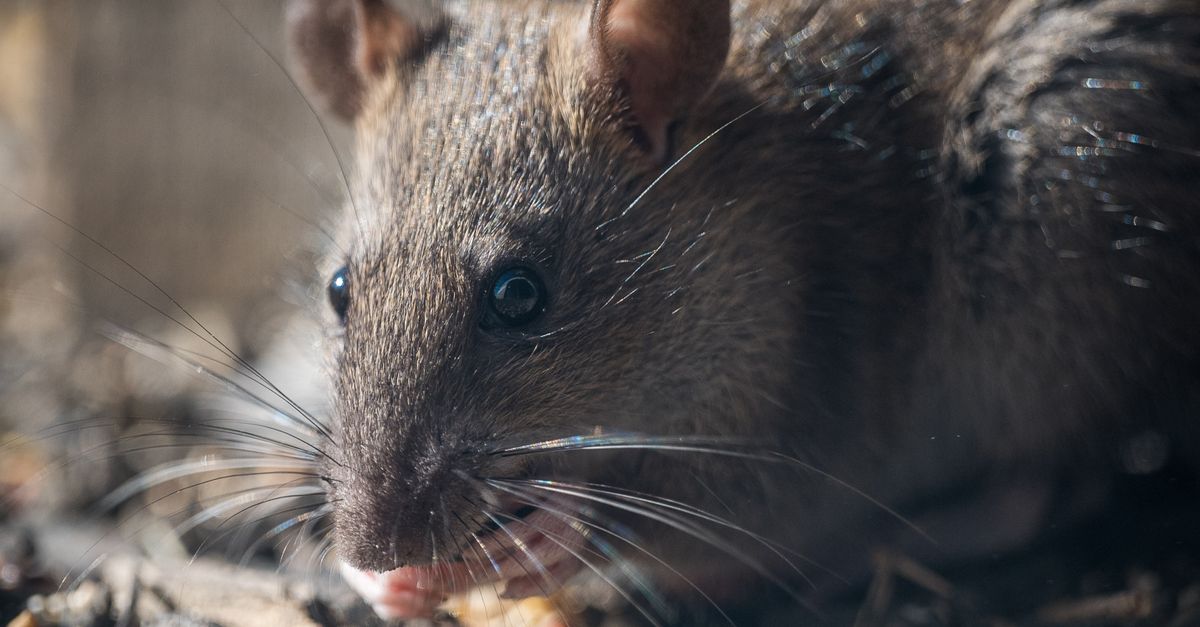 Detailed close-up of a brown rat eating seeds in a natural setting. Perfect for wildlife photography enthusiasts.