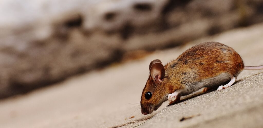 High-quality close-up image of a brown rodent, showcasing its texture and environment.