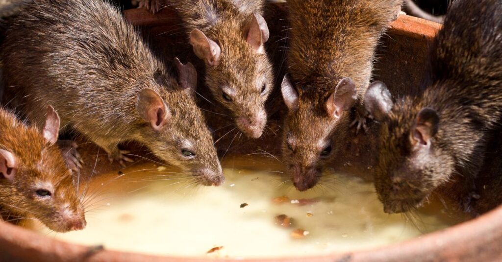 A group of brown rats drinking milk from a bowl outdoors in natural light.