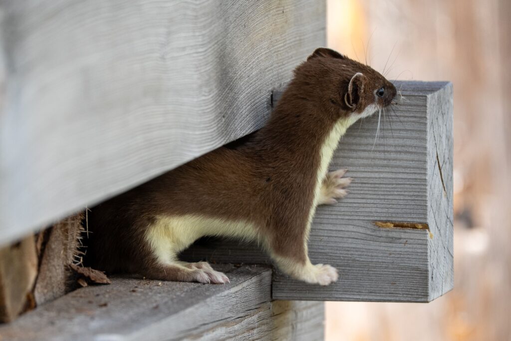 A weasel peeks out of a wooden crevice, showcasing its curious nature in a natural setting.